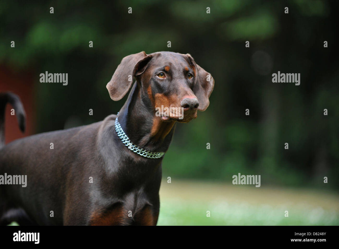 Doberman Pinscher Portrait Stock Photo