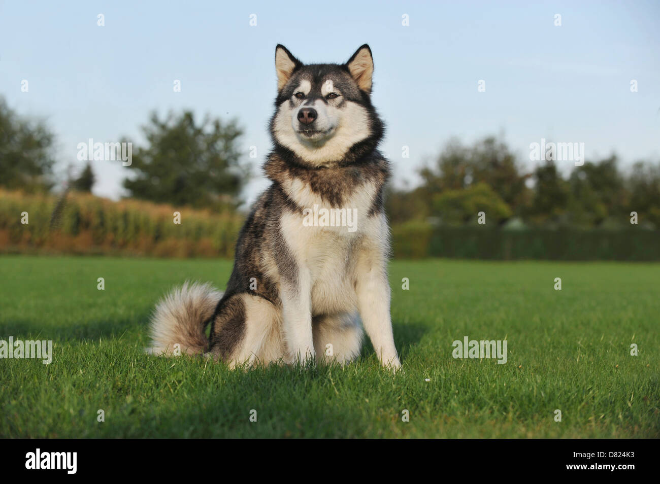 can a alaskan malamute live in latvia