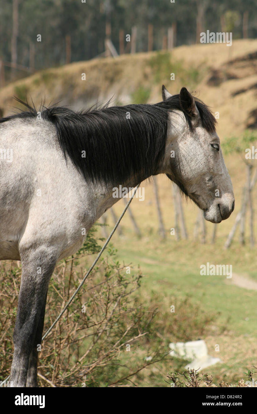 A white horse standing in a farmers field in Cotacachi, Ecuador Stock Photo