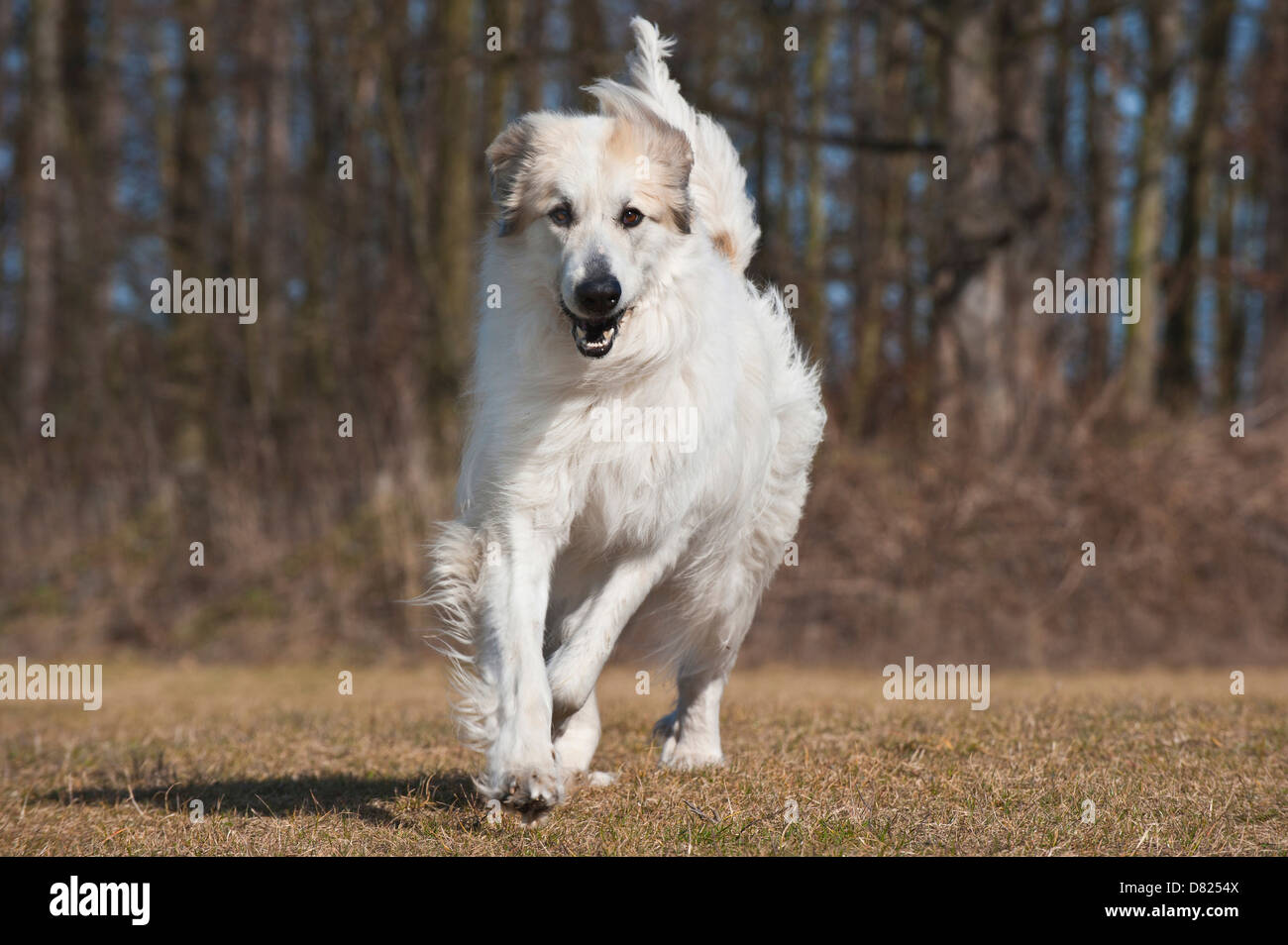 Great pyrenees running cheap