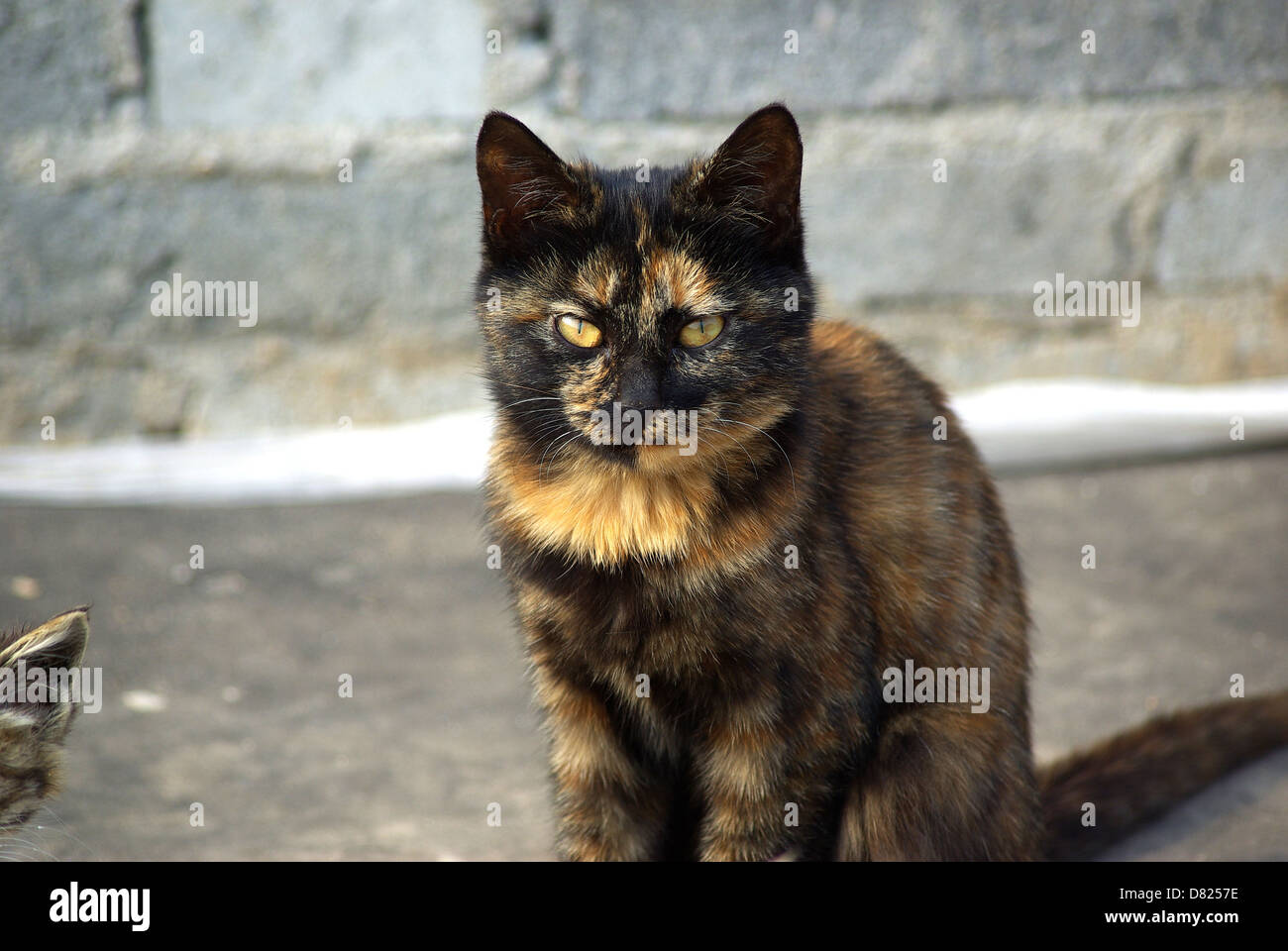 A cat in rural China Stock Photo - Alamy