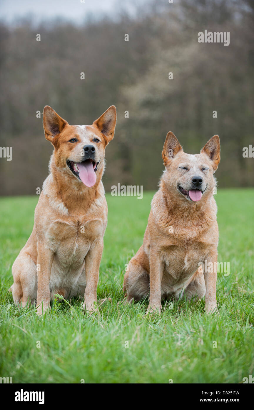2 Australian Cattle Dogs Stock Photo