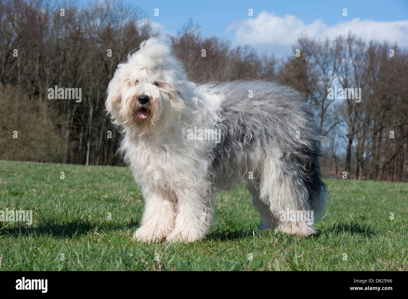 Old English Sheepdog Stock Photo Alamy