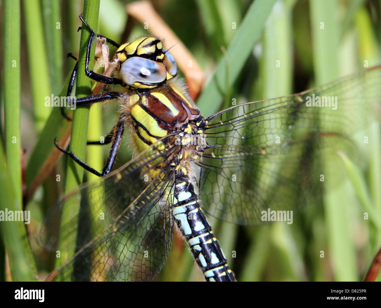 Kopf thorax abdomen hi-res stock photography and images - Alamy