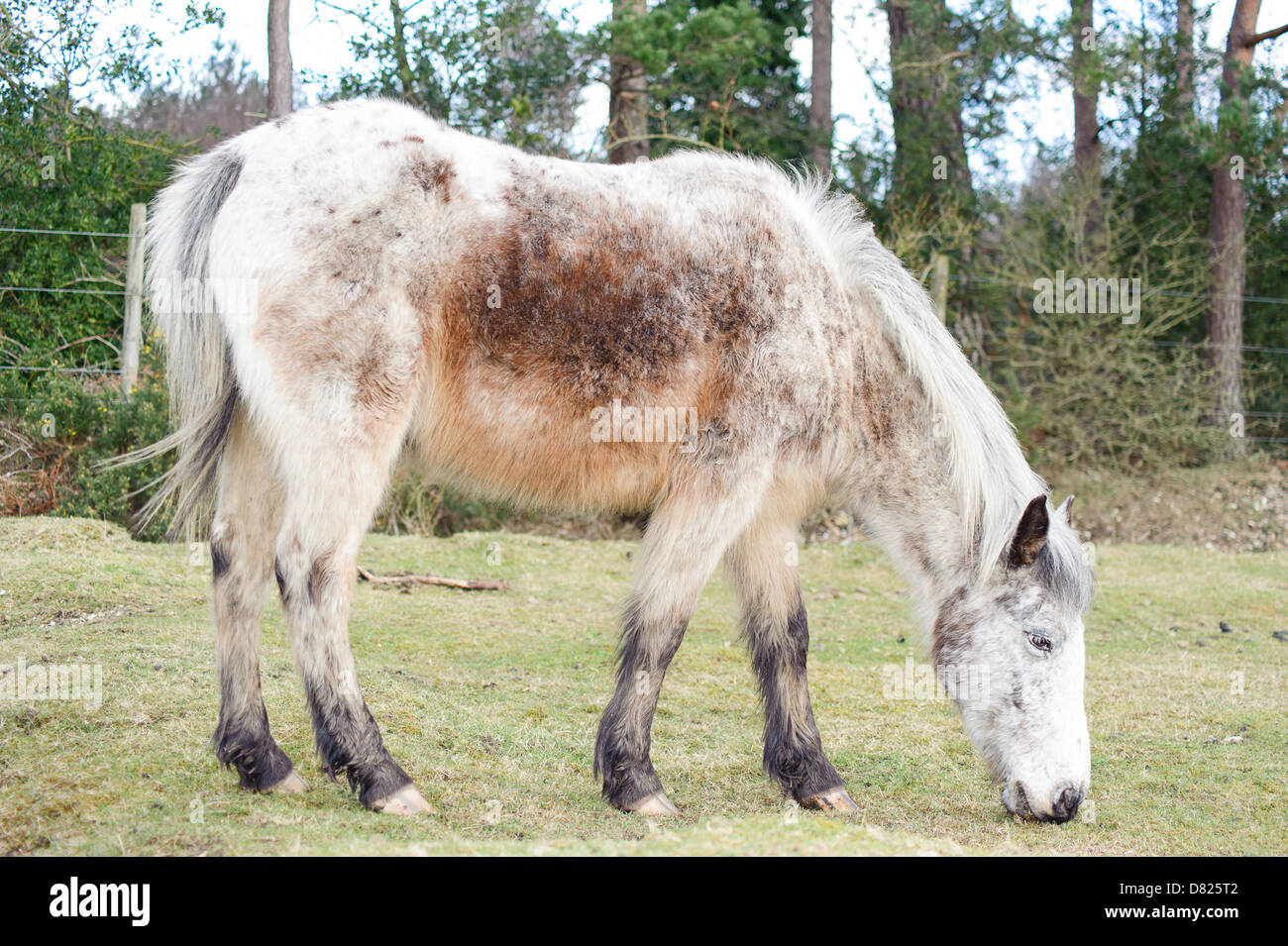 A white New Forest Pony owned by the commoners in the National Park who have the right to let their animals graze in the New forest. Stock Photo