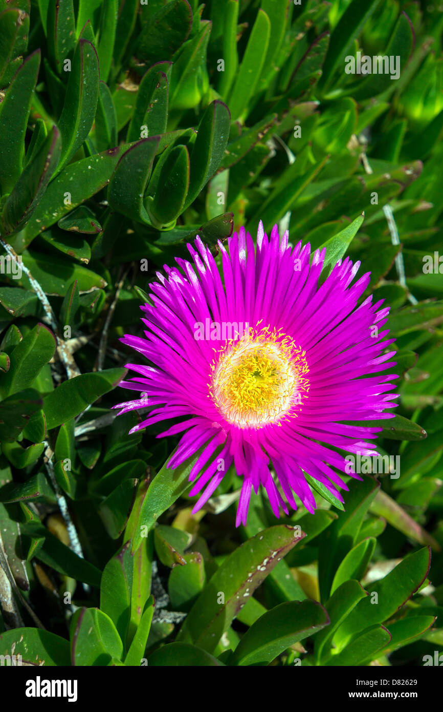 Purple flower with green backdrop Carpobrotus Pigface, ice plant, Hottentot plant with succulent leaves Stock Photo