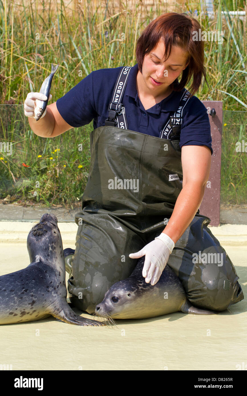 Female animal carer feeding common seal (Phoca vitulina) juveniles at the Friedrichskoog Seal Station, Germany Stock Photo