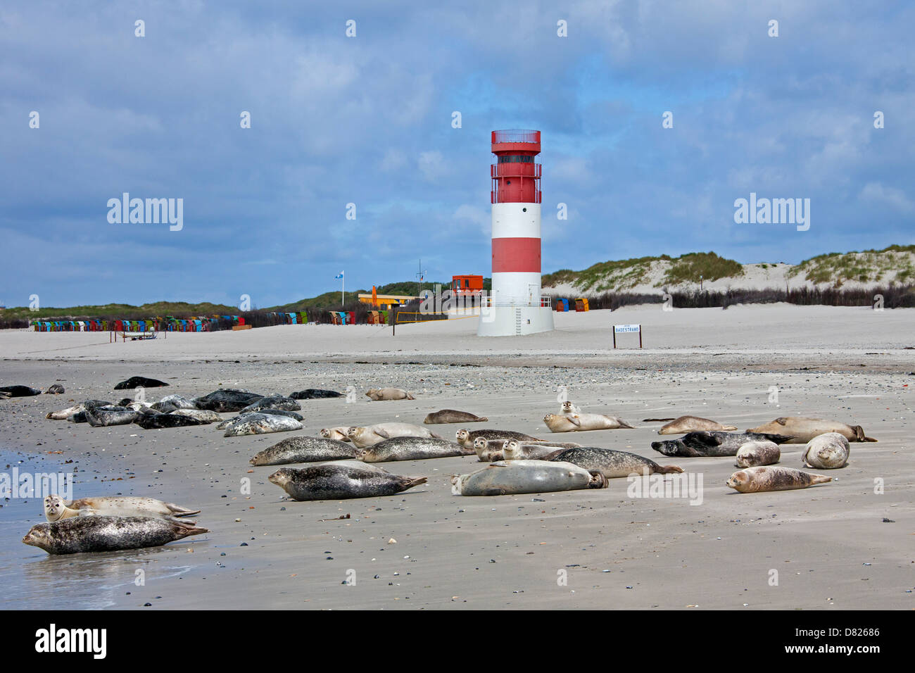 Common seals / Harbor seal (Phoca vitulina) colony resting on beach near lighthouse, Helgoland / Heligoland, Wadden Sea, Germany Stock Photo