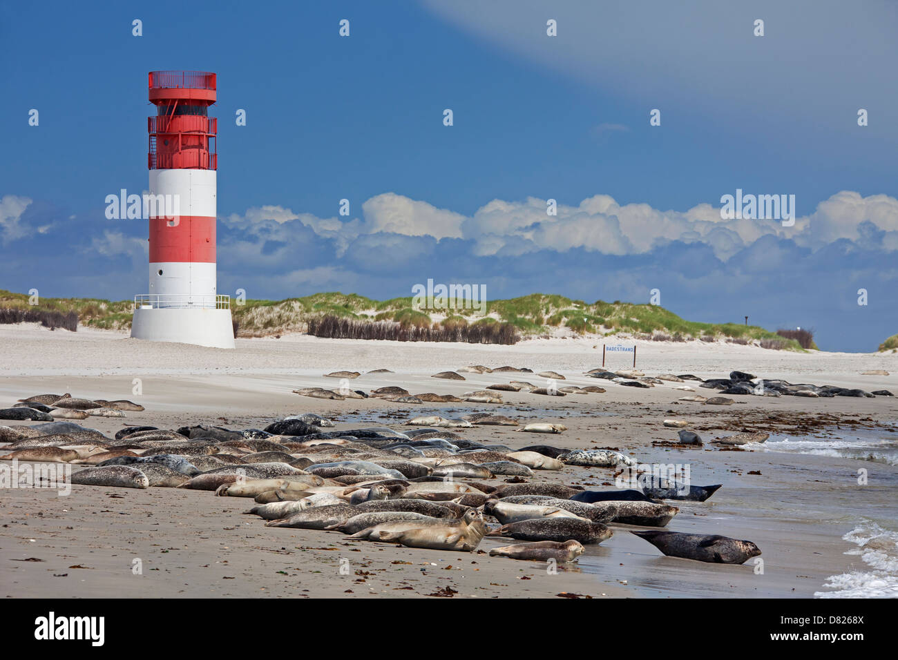 Common seals / Harbor seal (Phoca vitulina) colony resting on beach near lighthouse, Helgoland / Heligoland, Wadden Sea, Germany Stock Photo
