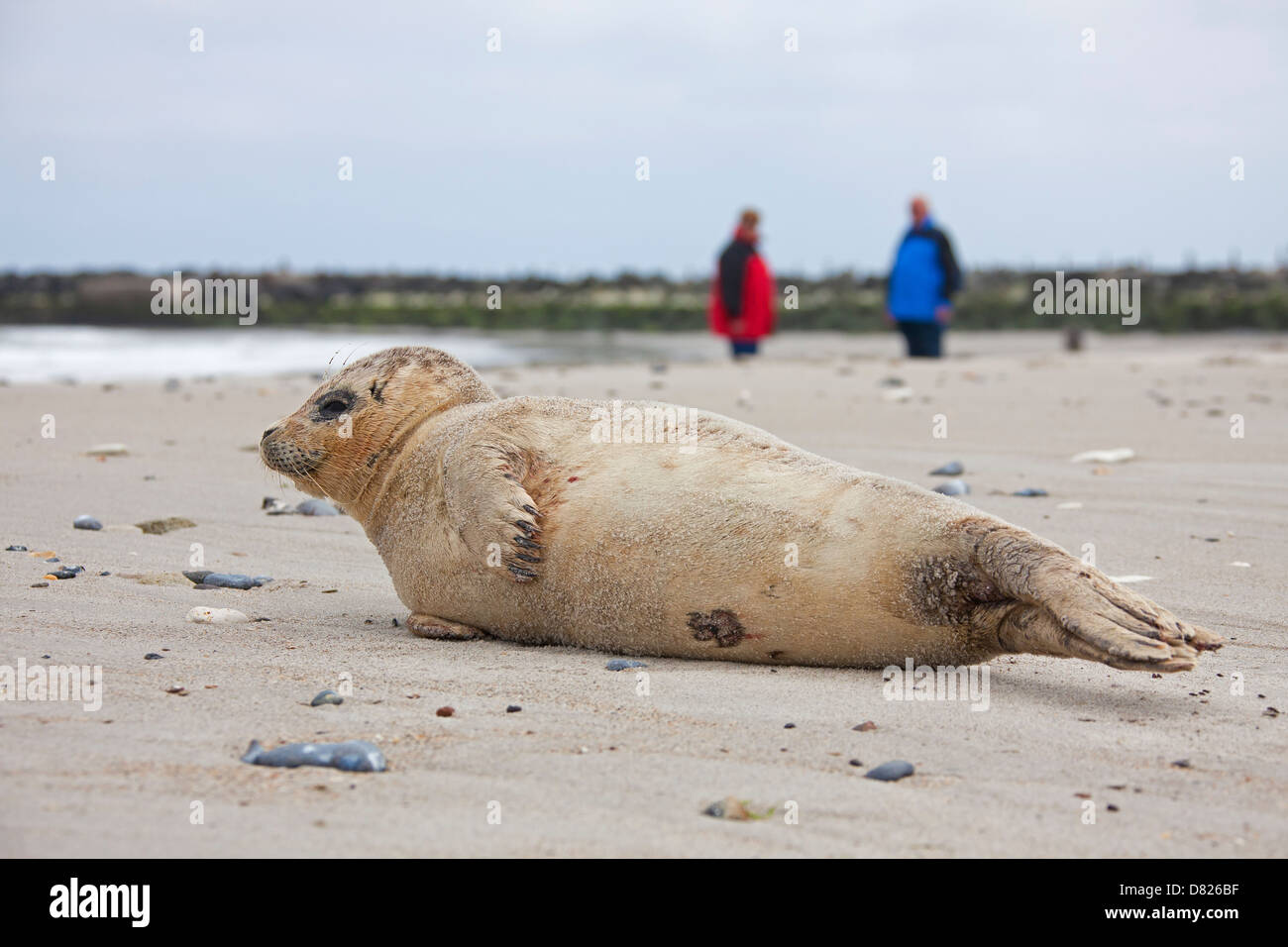 Walkers and Common seal / Harbour seal (Phoca vitulina) pup resting on beach Stock Photo