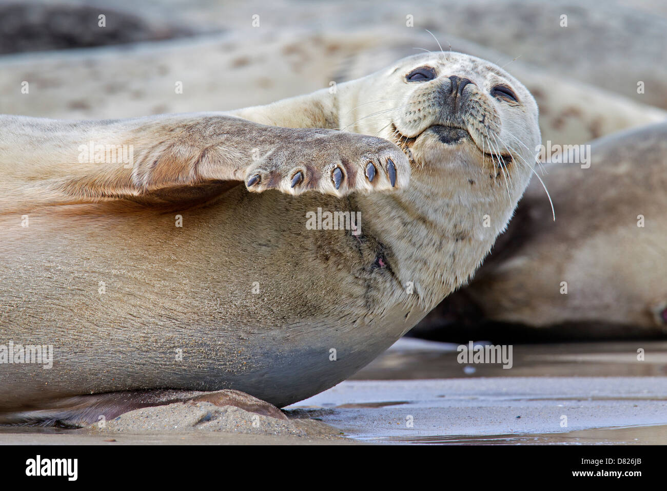 Close-up of Common seal / Harbour seal (Phoca vitulina) on beach showing claws on front flipper Stock Photo