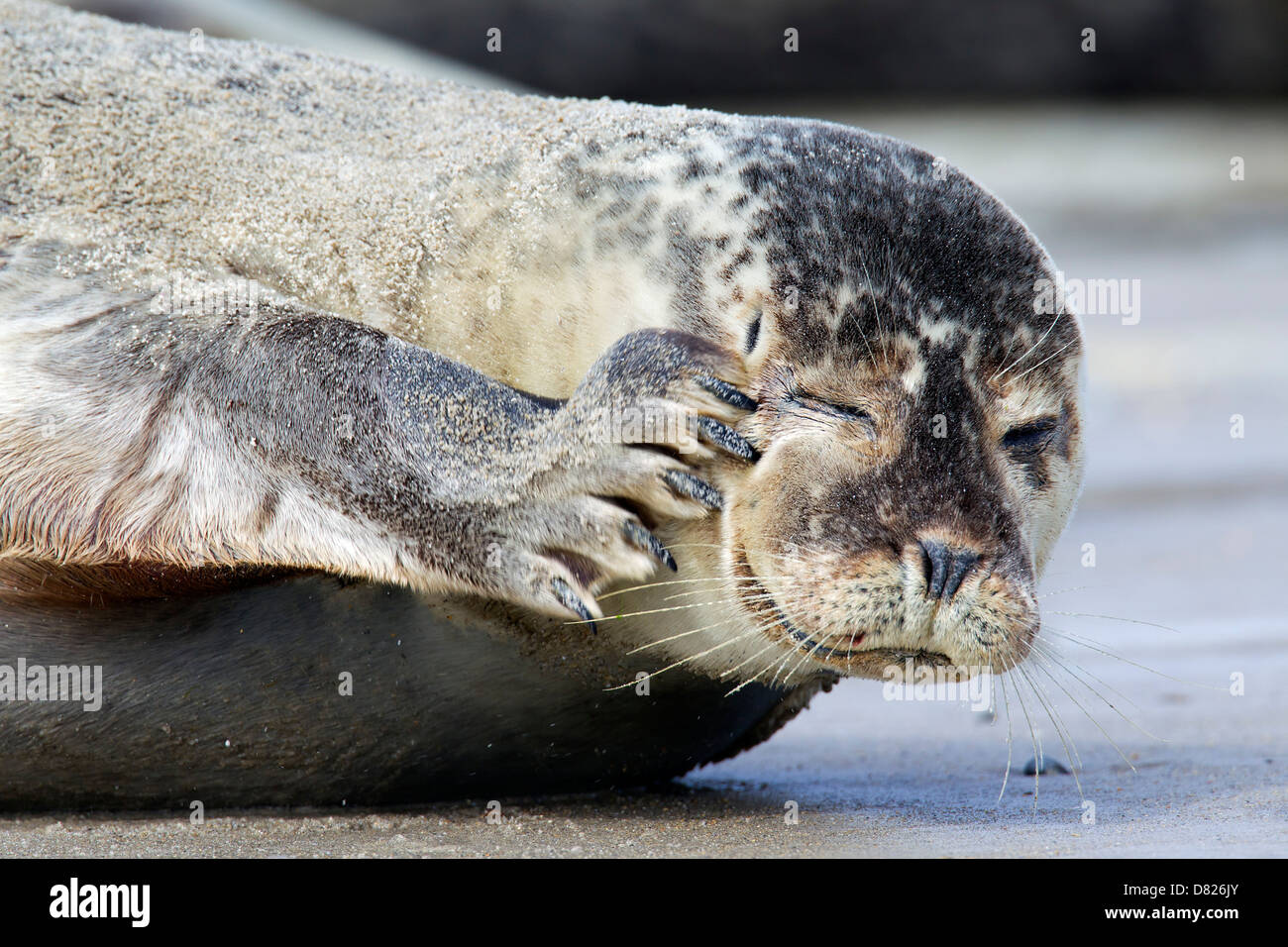 Close-up of Common seal / Harbour seal (Phoca vitulina) on beach scratching head with front flipper Stock Photo