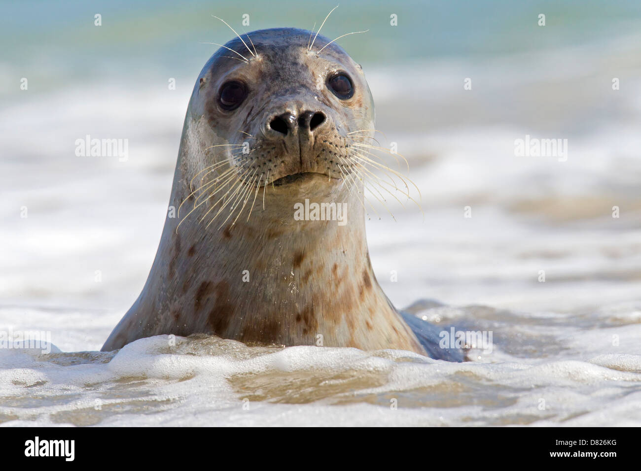 Common seal / Harbour seal (Phoca vitulina) close up in surf Stock Photo