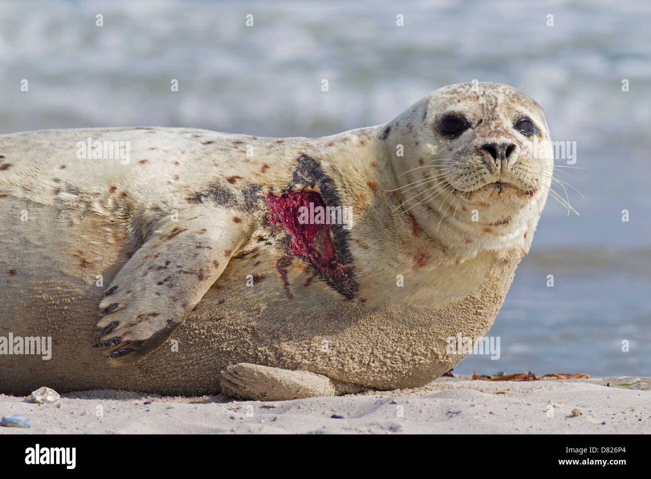 Injured Common seal / Harbour seal (Phoca vitulina) with flesh wound resting on beach Stock Photo