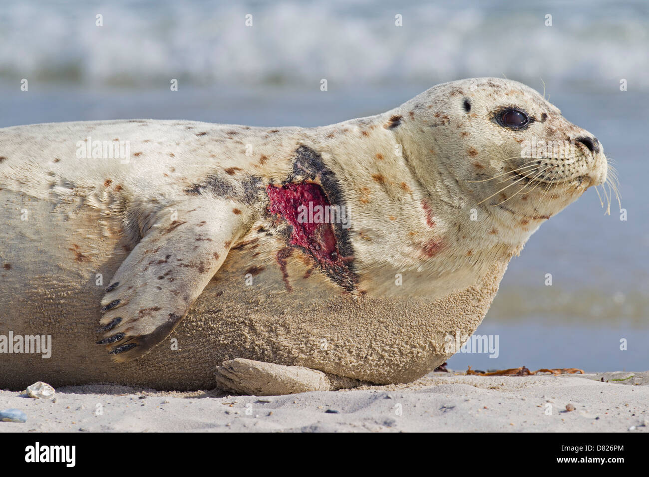Injured Common seal / Harbour seal (Phoca vitulina) with flesh wound from boat screw propeller resting on beach Stock Photo