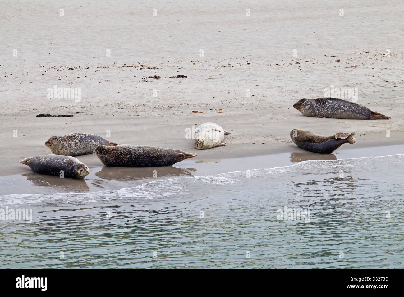 Harbor seal colony on beach hires stock photography and images Alamy