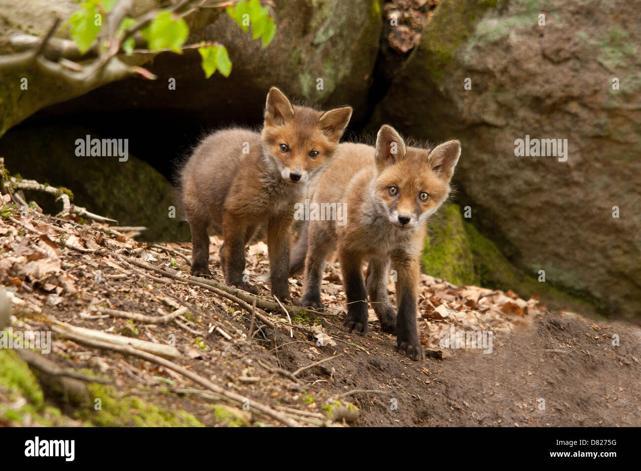 Baby fox hi-res stock photography and images - Alamy