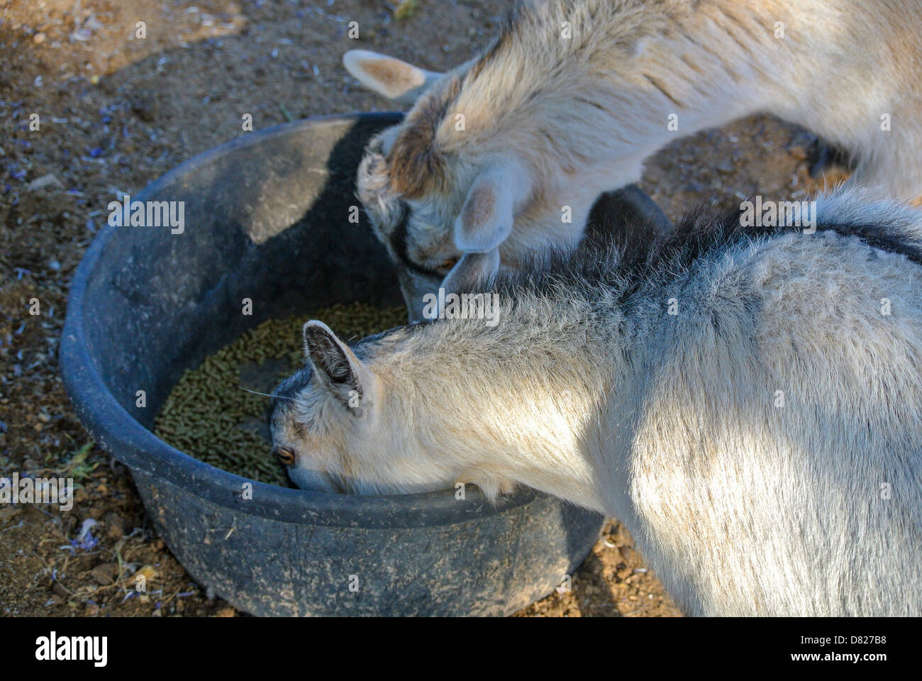 pigmy goats eating pressed alfalfa pellets Stock Photo