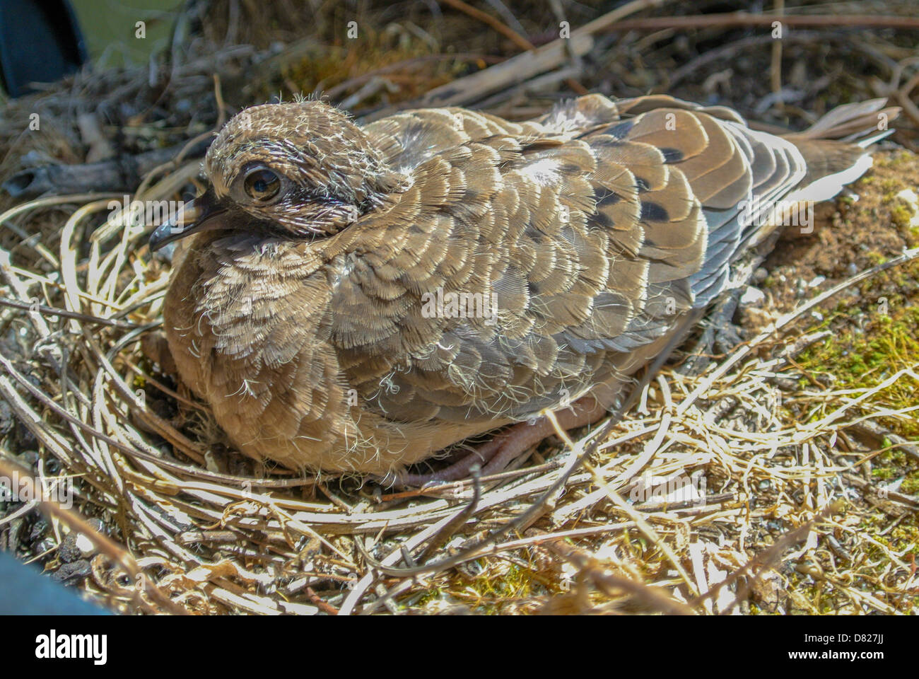 Mourning dove chick in a nest aka turtle dove Zenaida macroura Stock Photo