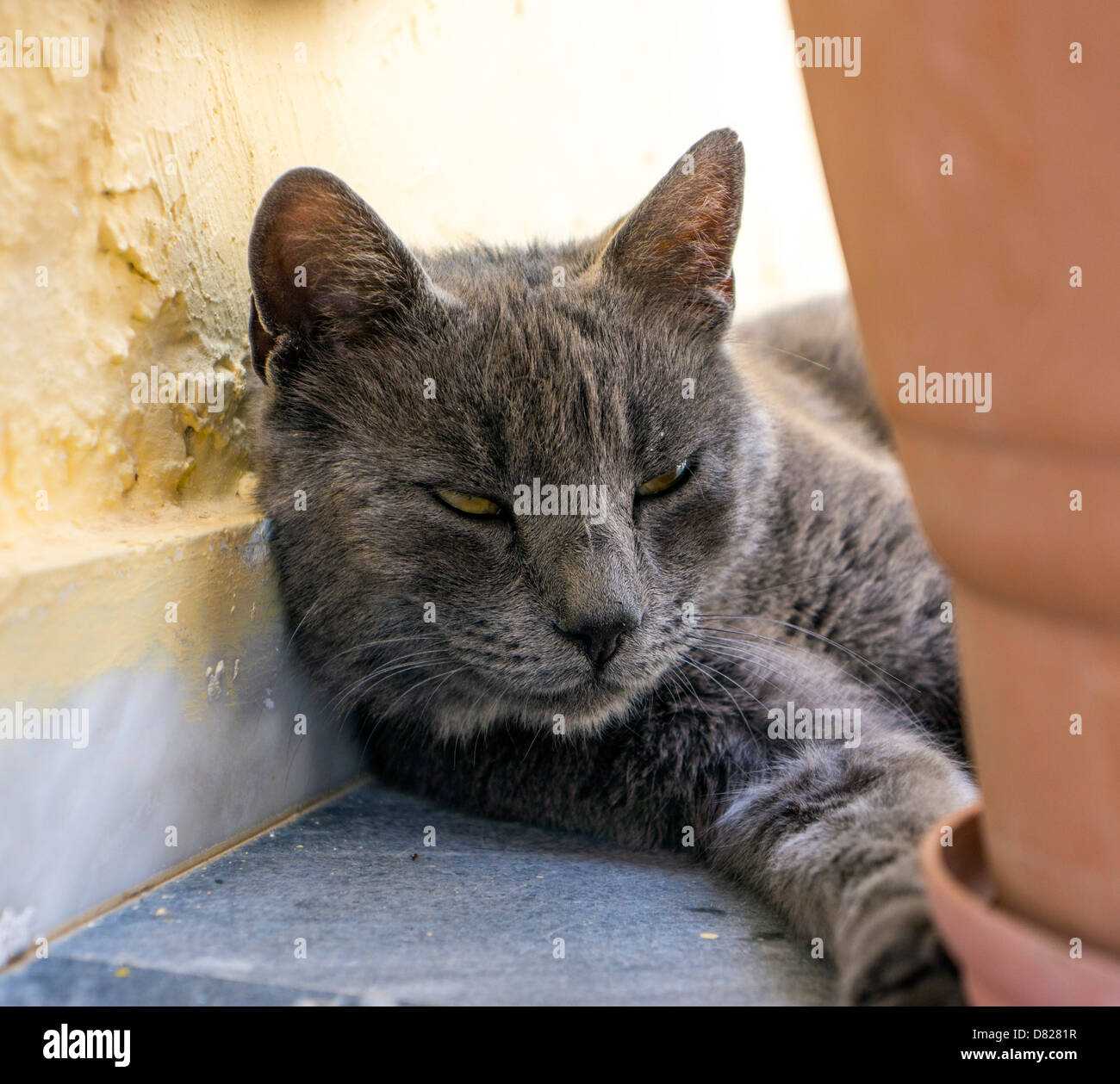 Feral grey gray cat hiding behind plant pot, seeking shade Stock Photo