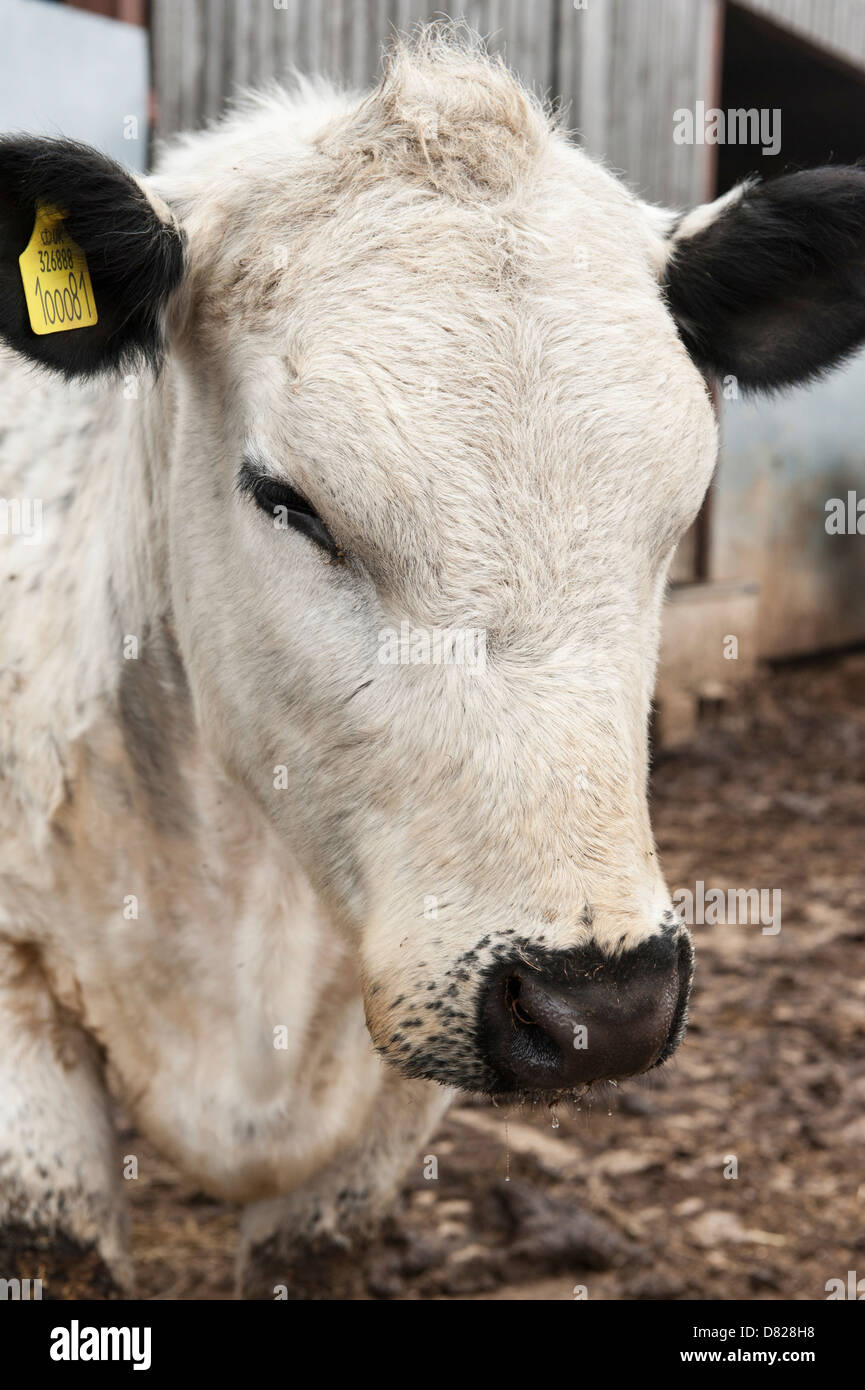Rare breed, British White cow, in farm barn, Stock Photo