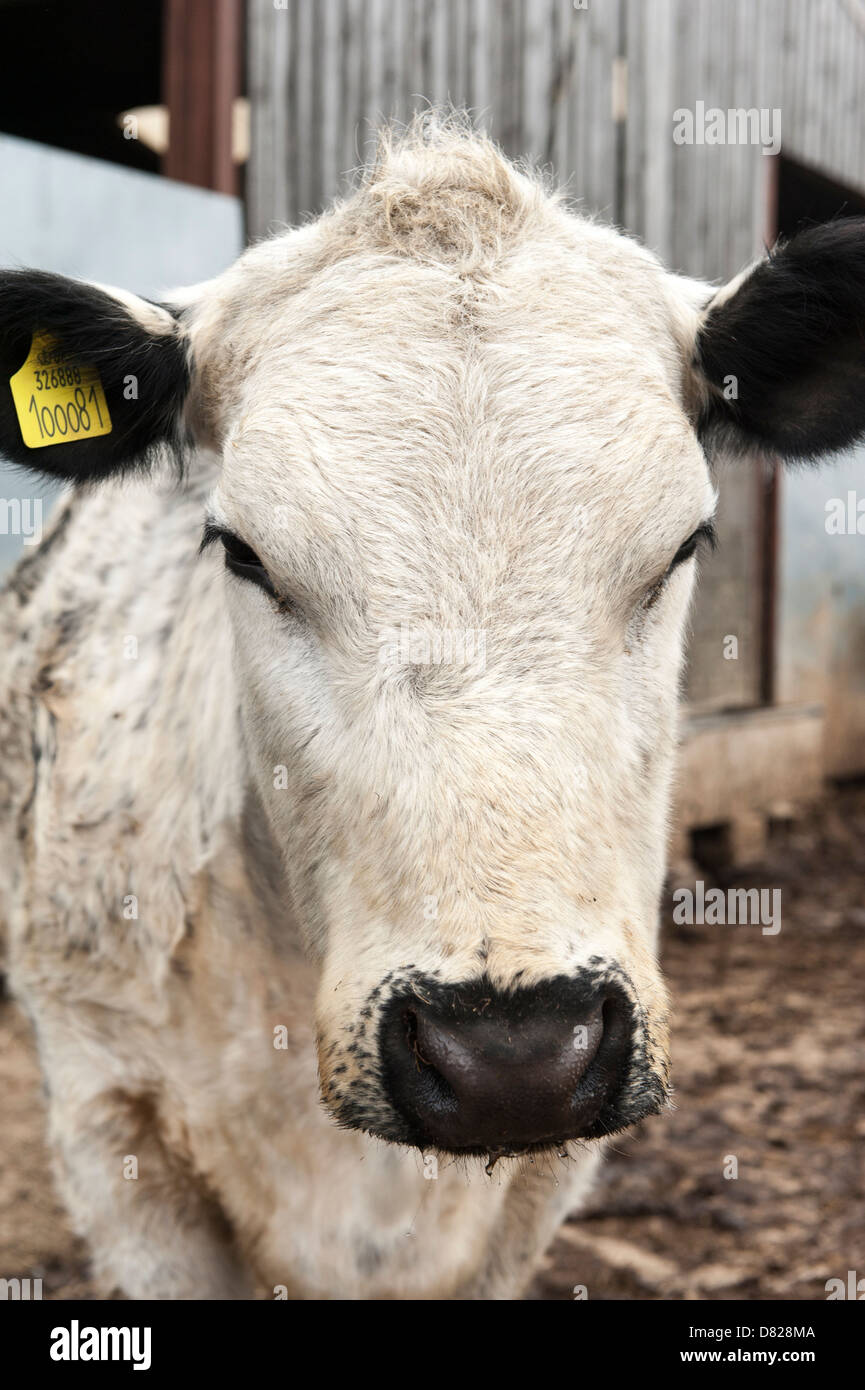 Rare breed, British White cow, in farm barn, Stock Photo