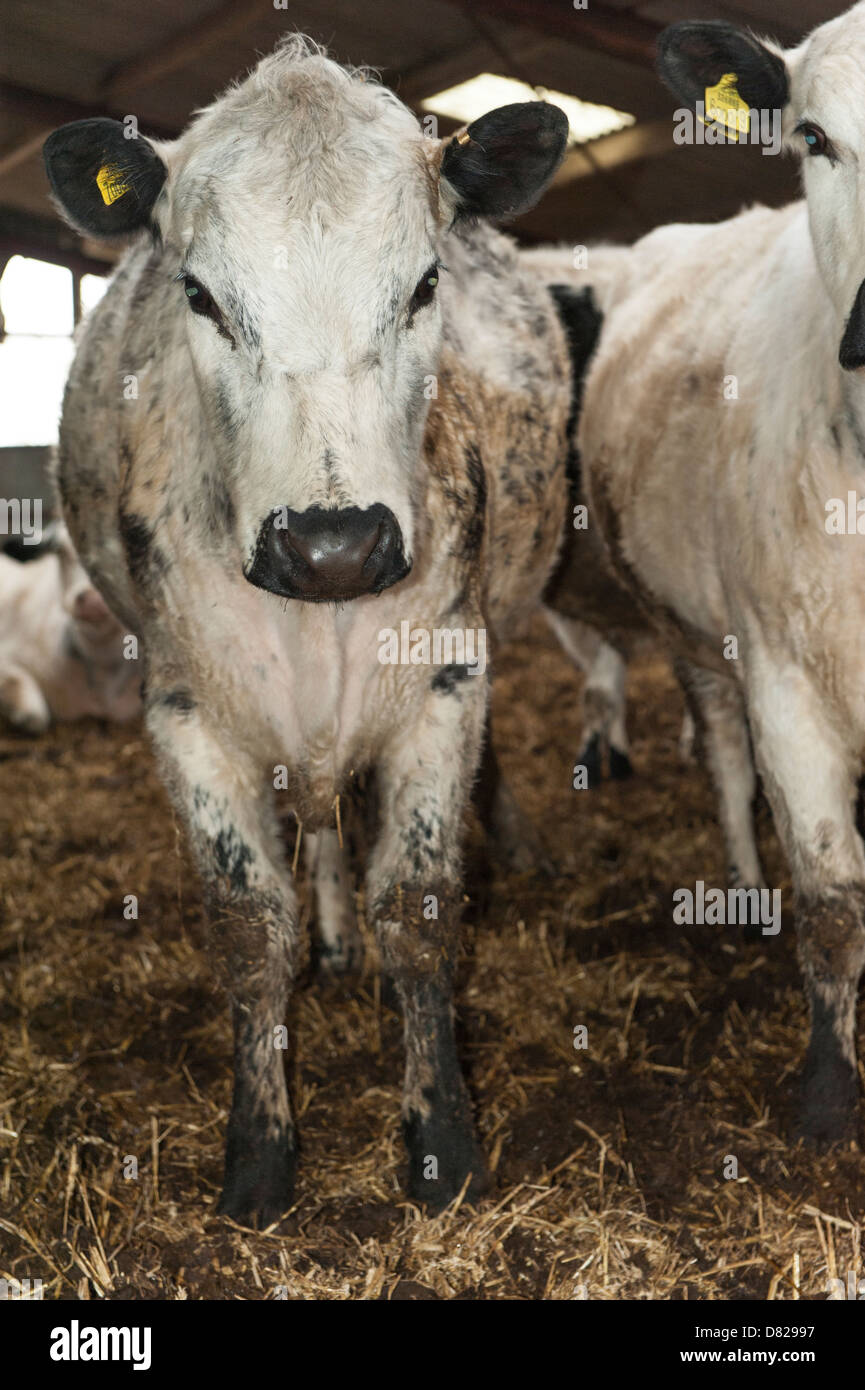 Rare breed of British white cows in farm barn Stock Photo