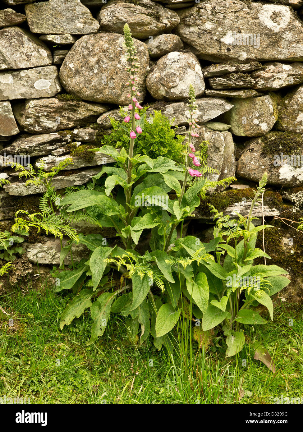 Wild flowers at the dry stone wall, Lake District Landscape
