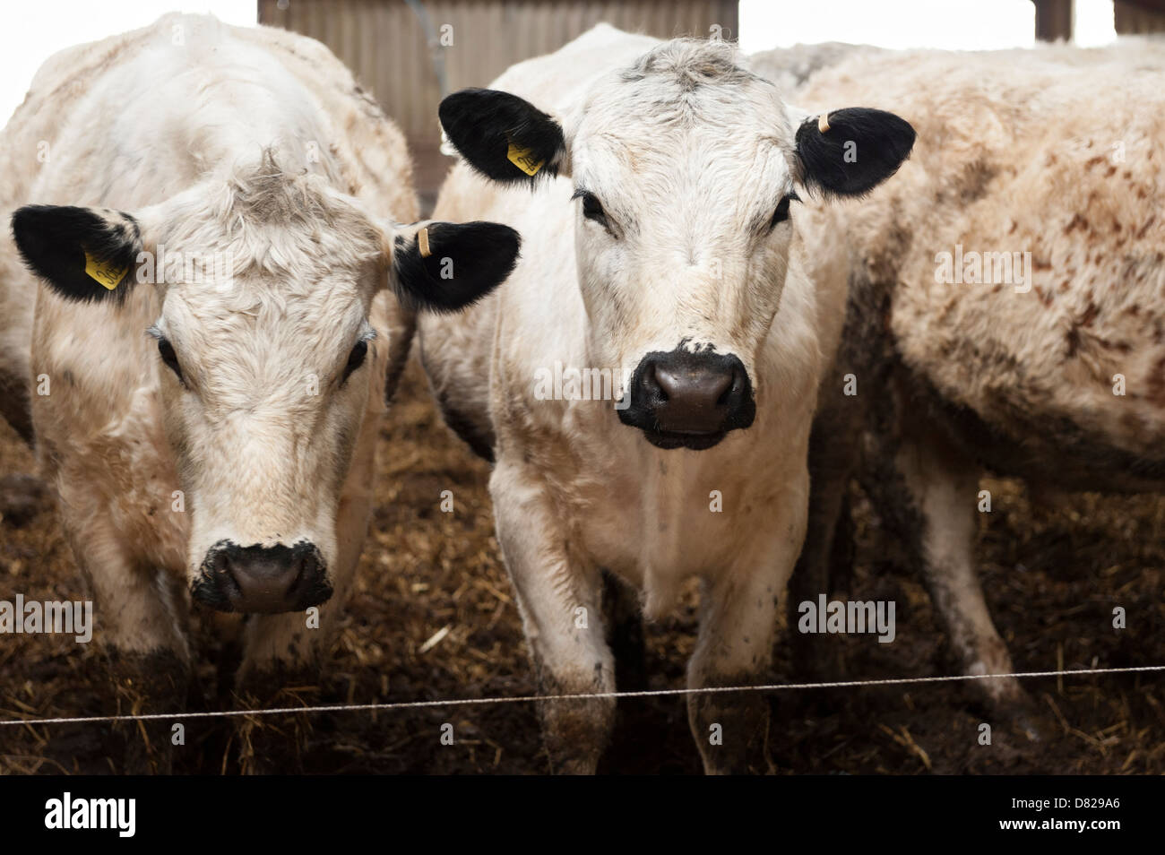 Rare breed of British Whites, White cows in farm barn Stock Photo Alamy