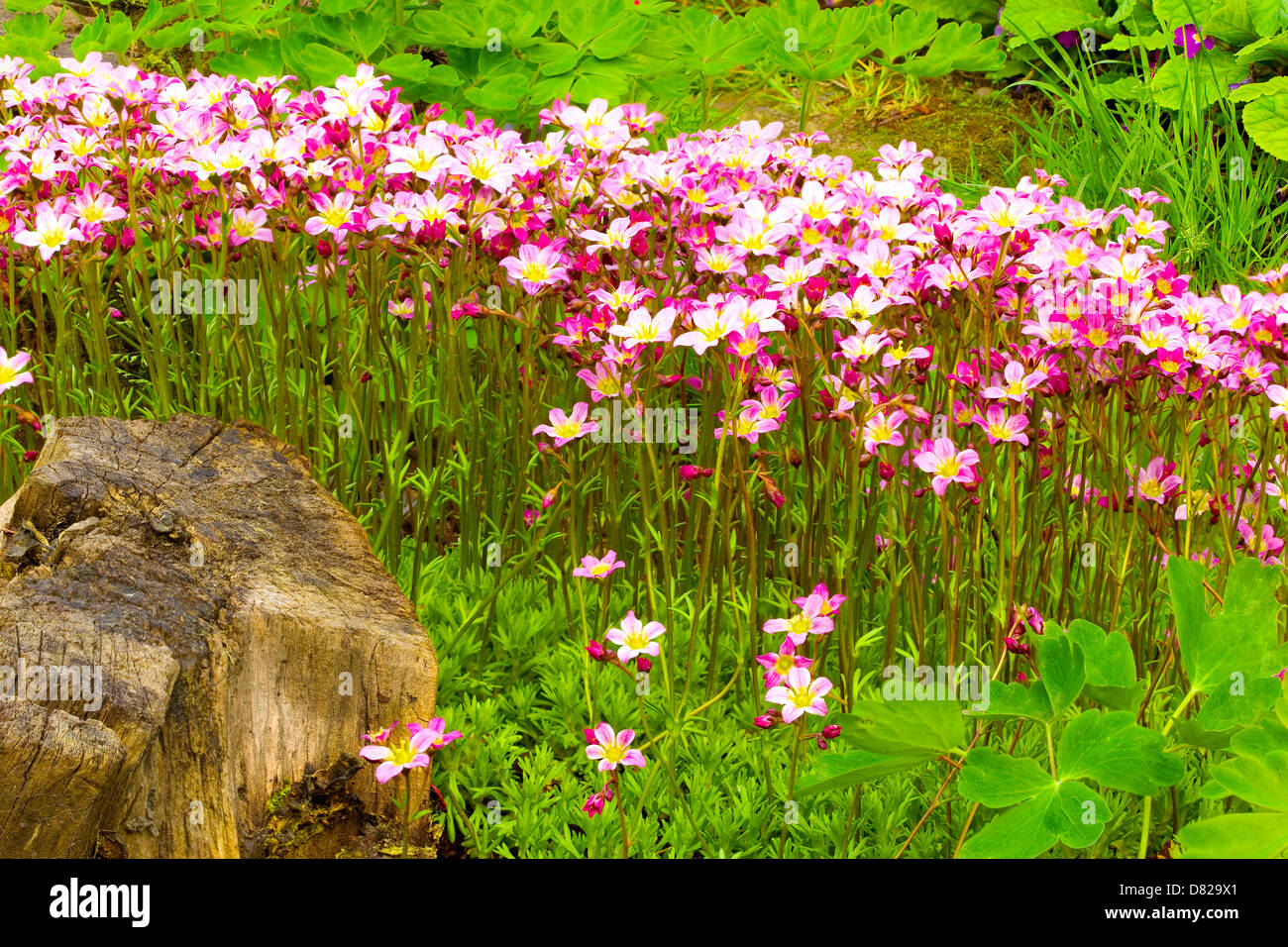 Saxifraga paniculata (Saxifraga aizoon) in the garden. DFF image. Adobe RGB Stock Photo