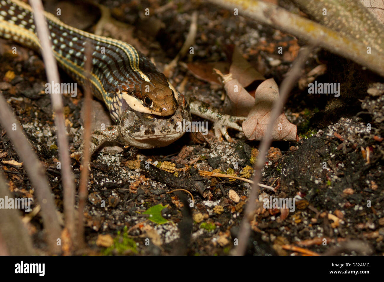 Ribbon snake (Thamnophis sauritus) eating a Fowler's toad (Anaxyrus (Bufo) fowleri) Stock Photo