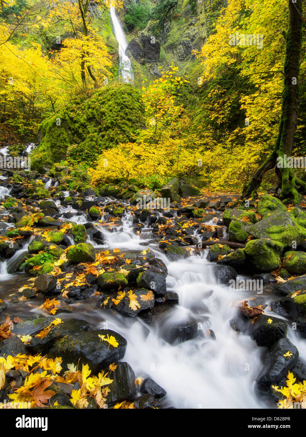 Starvation Creek and waterfalls with fall colors.Columbia River Gorge National Scenic Area, Oregon Stock Photo