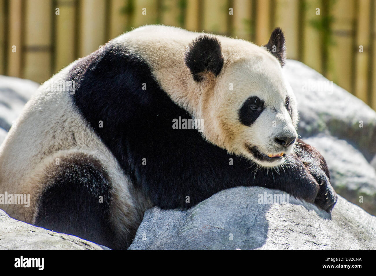 Toronto, Ontario, Canada. 17th May 2013. ER SHUN (male: meaning double ...