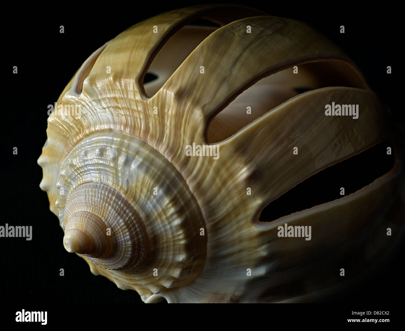 Close up of Sliced Grey Bonnet sea shell. Stock Photo