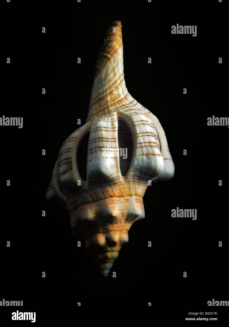 Close up of Sliced Fox Shell. Stock Photo