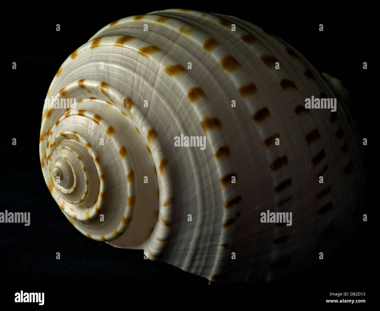 Close up of Large Spotted Tun seashell. Stock Photo