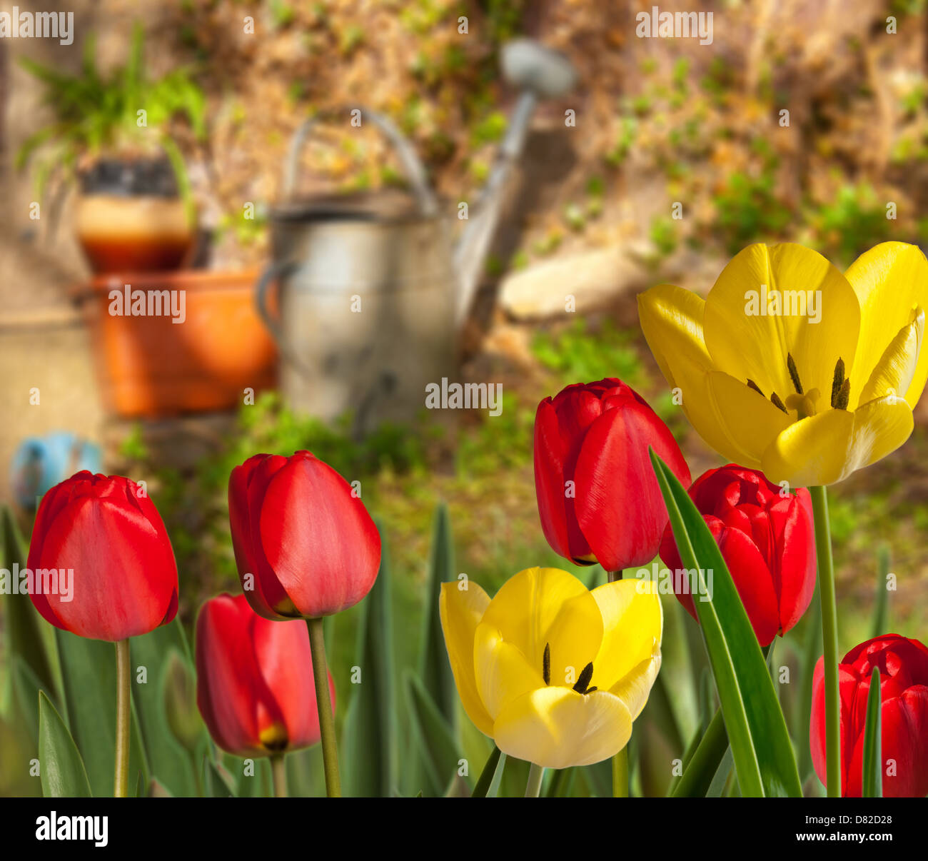 tulips in the garden Stock Photo - Alamy