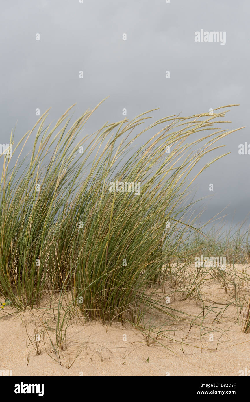 European marram or beachgrass (Ammophila arenaria) flowers on dune  Alvor Algarve Portugal Mediterranean Europe Stock Photo