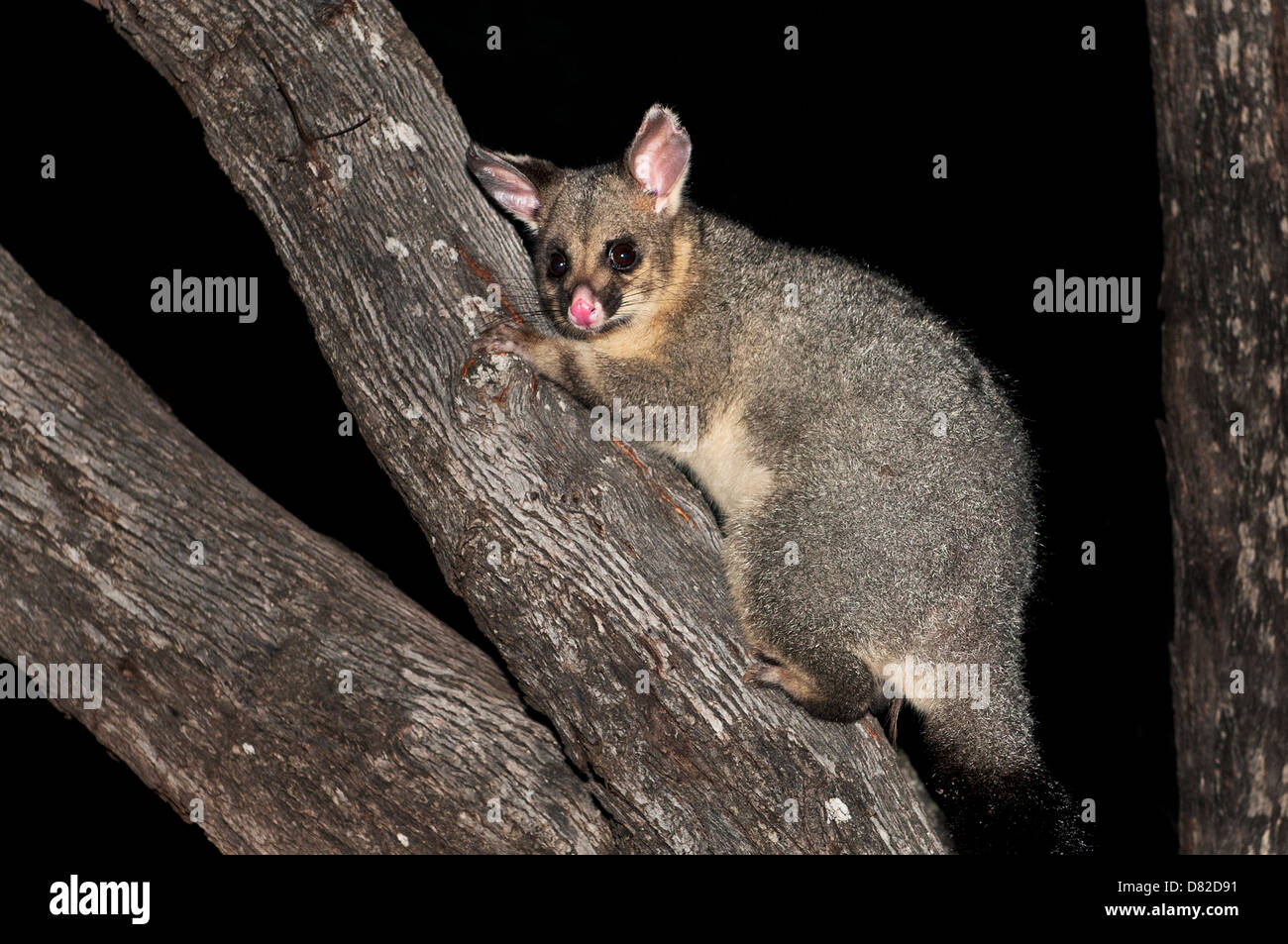 Common Brushtail Possum on a tree. Stock Photo
