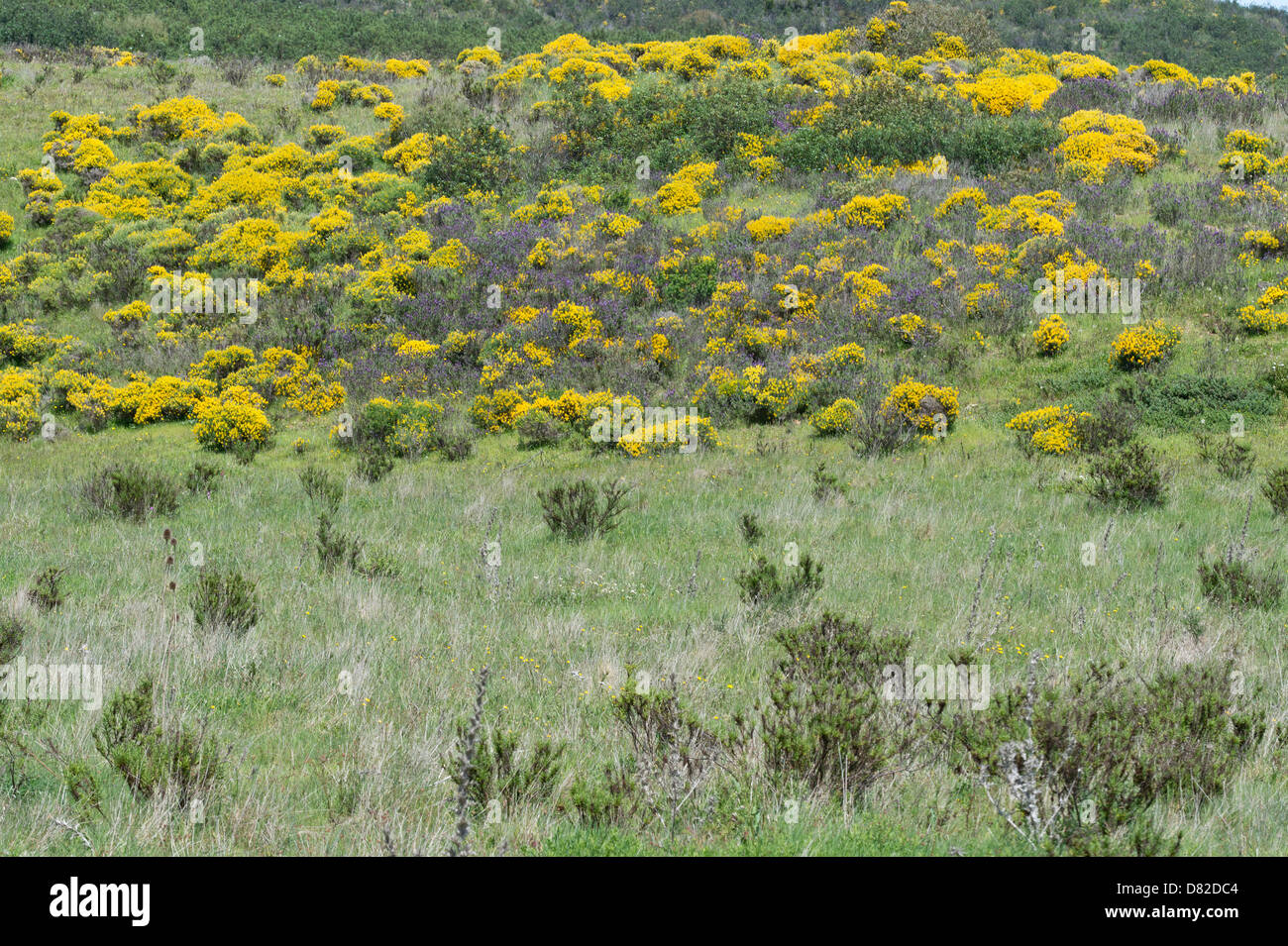 Broom (Genista hirsuta)) habitat near Marmalete Aljezur Vicentine Coast Natural Park Algarve Portugal Mediterranean Europe Stock Photo