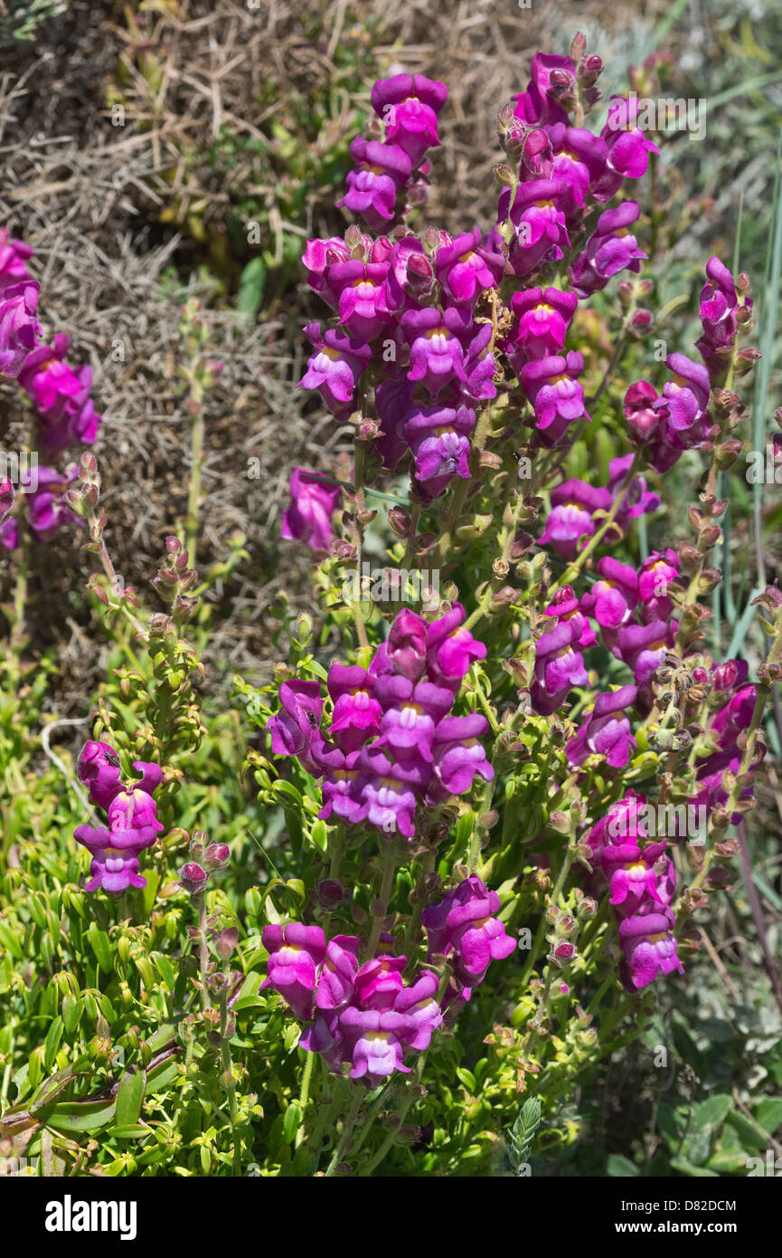 snapdragon (Antirrhinum majus) flowers Amoreira Aljezur Vicentine Coast Natural Park Algarve Portugal Mediterranean Europe Stock Photo