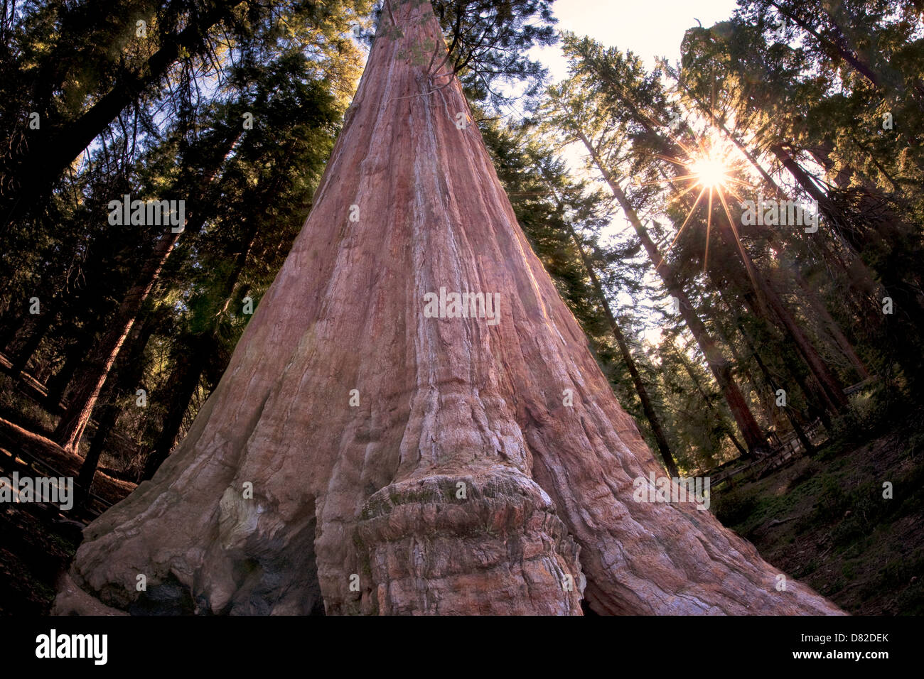 General Giant Sequoia tree with sunburst in Grant Gove. Kings Canyon National Park, California Stock Photo