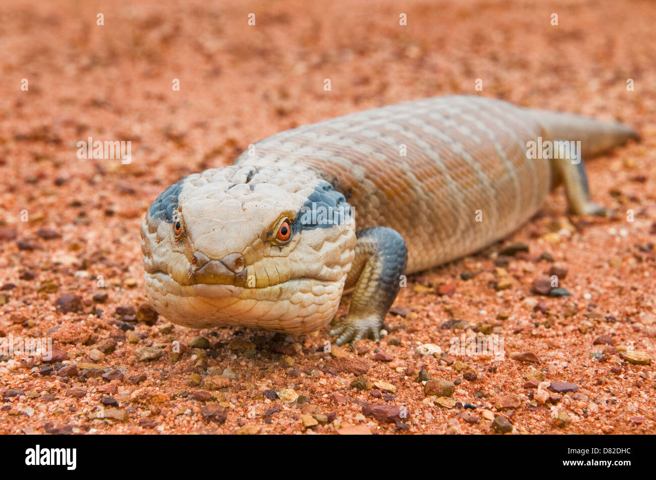 Centralian blue-tongued Skink on red soil. Stock Photo