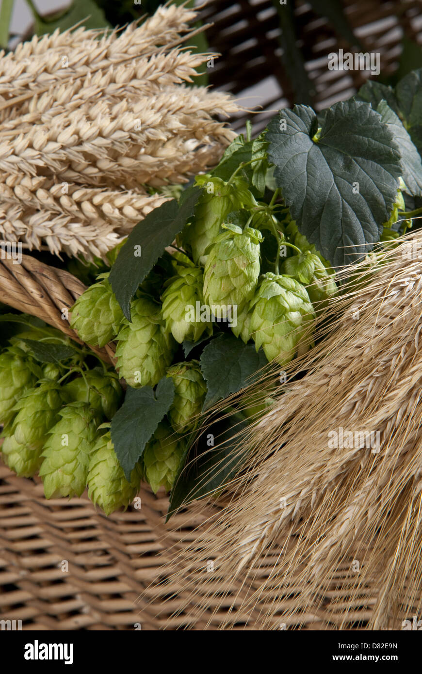 raw material for beer production Stock Photo Alamy