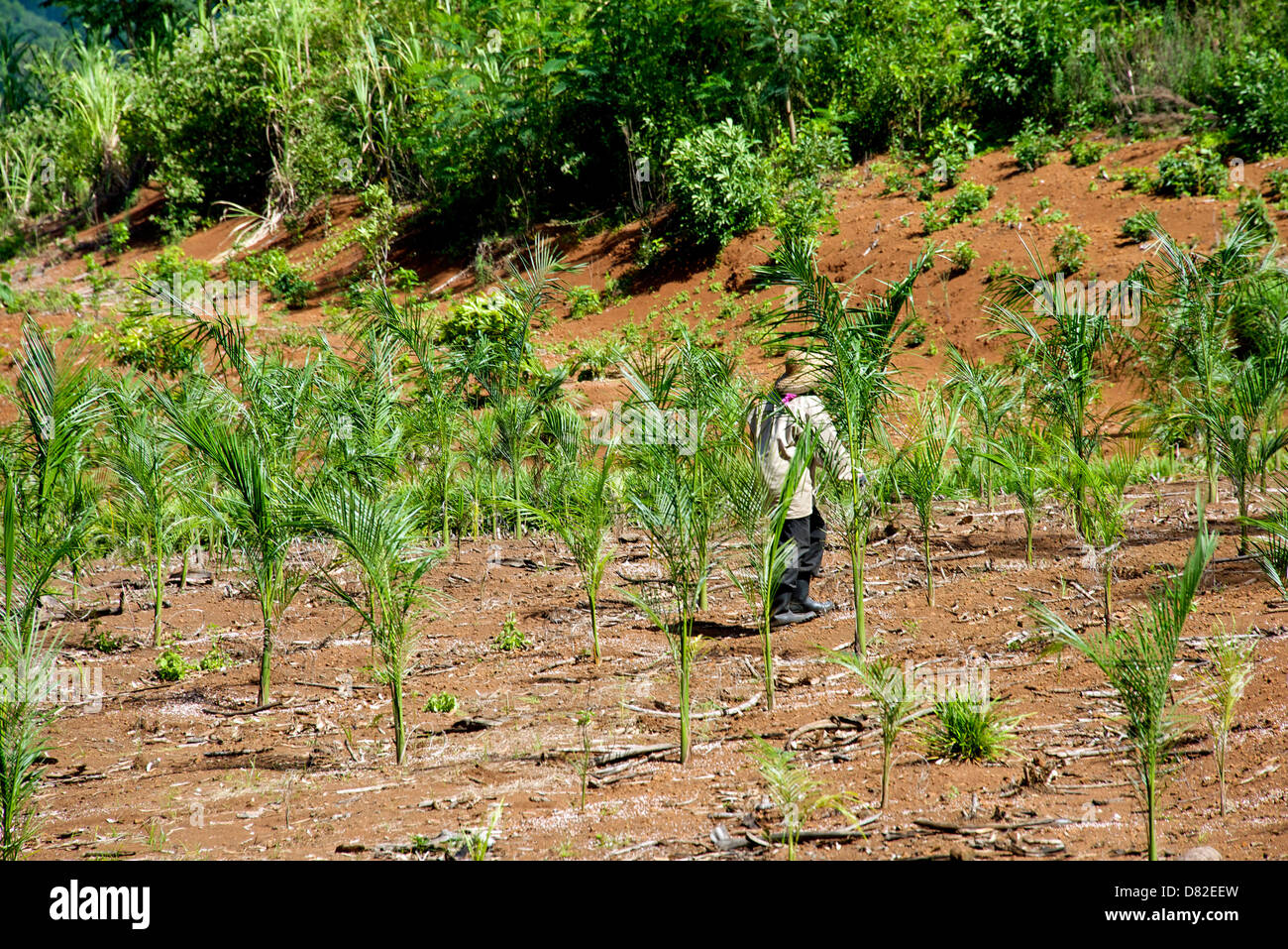 Coconut trees plantation hires stock photography and images Alamy
