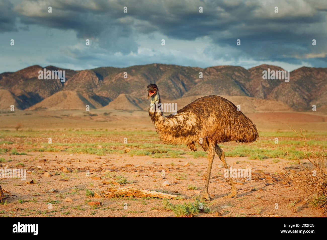 Emu in front of the Flinders Ranges. Stock Photo