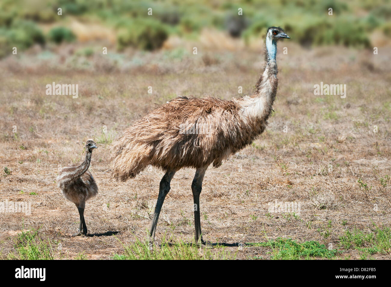 Adult male Emu with chick. Stock Photo