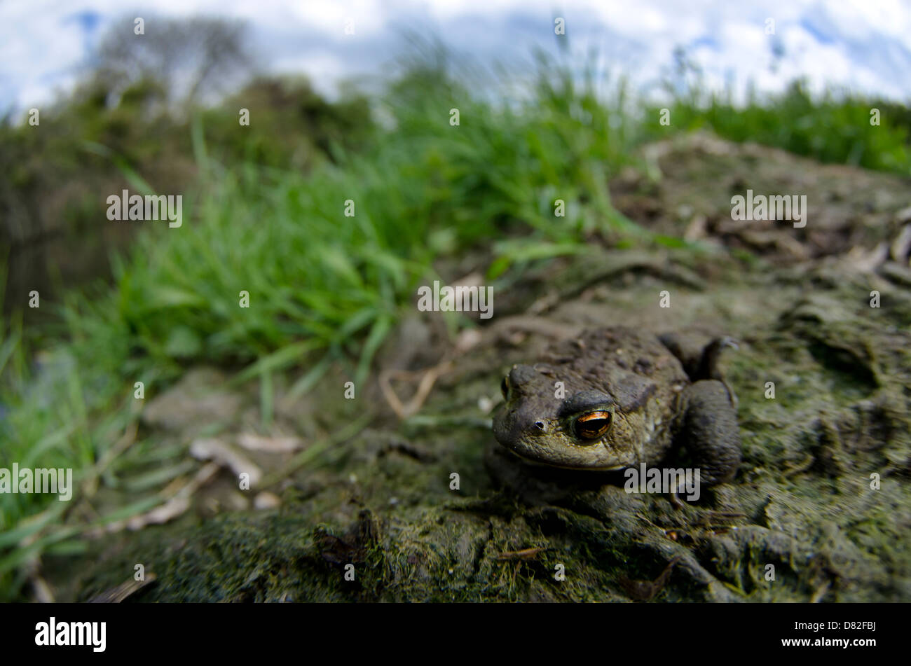 common toad next to canal Stock Photo
