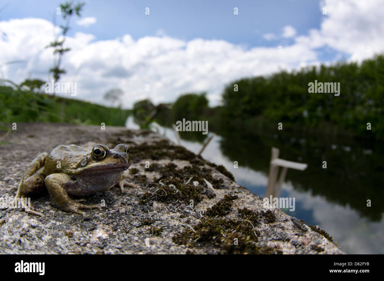 Common frog at side of grantham canal Stock Photo