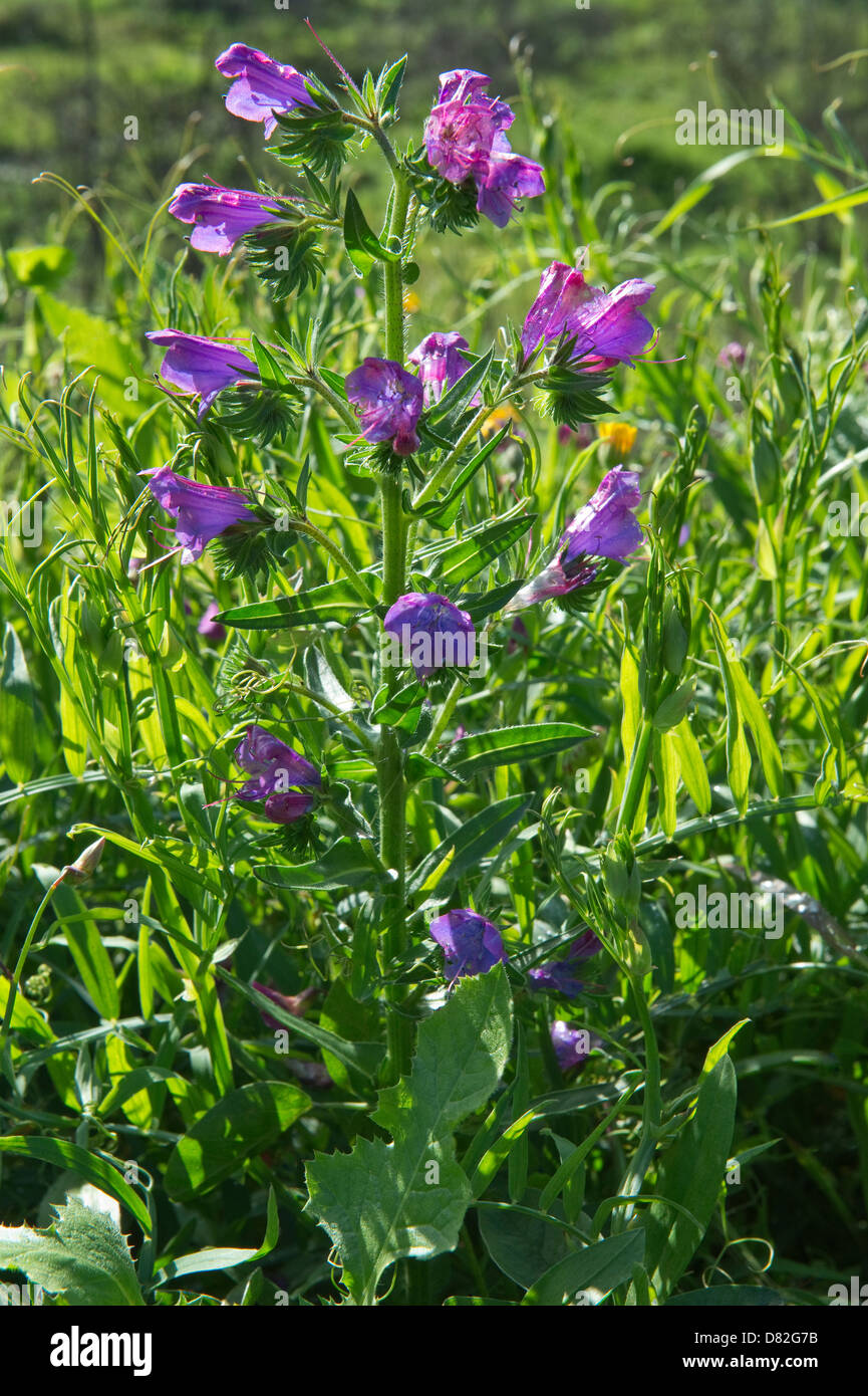Purple Viper's Bugloss (Echium plantagineum) flowers near São Brás de Alportel Algarve Portugal Mediterranean Europe Stock Photo